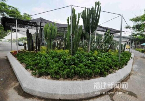 仙人掌首次現身廈門綠化景觀