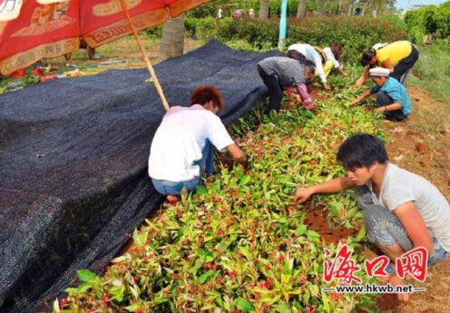 花農(nóng)在種植花卉。