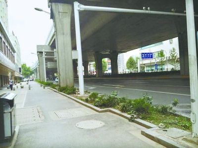 沿著發展大道自西向東約200米路段,其綠化帶中栽種了一些低矮雜亂的灌木叢,未見綠樹