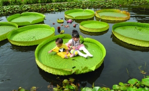 中山植物園王蓮