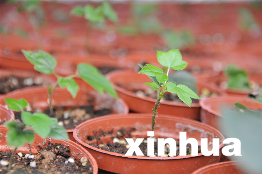 在三峽苗圃研究中心育苗蔭棚，通過實驗室組培成功的三峽特有植物楓香長勢喜人