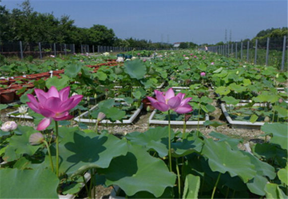 “國際荷花資源圃”落戶上海辰山植物園