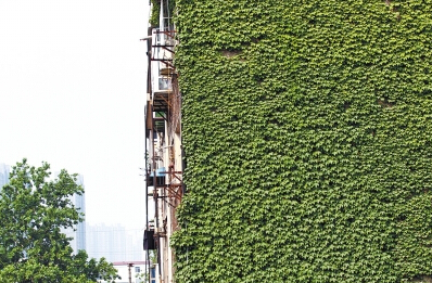 在鄭州，不少居民樓的墻面已經綠化。