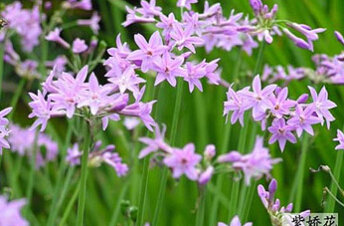 豐富城市花卉品種 成都引進多種花卉