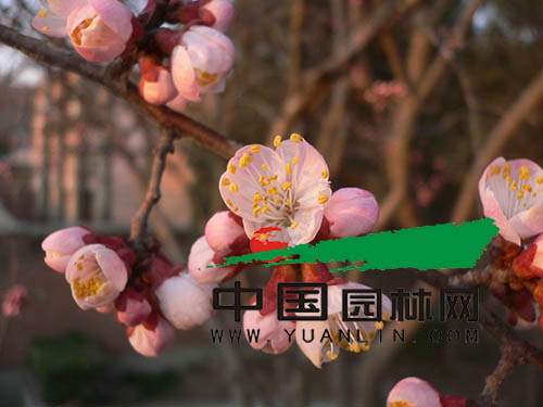 山杏作為北方的鄉土樹種 應該在園林綠化中占有一席之地