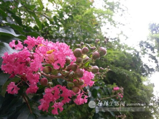 紫薇花色艷麗，花期很長。