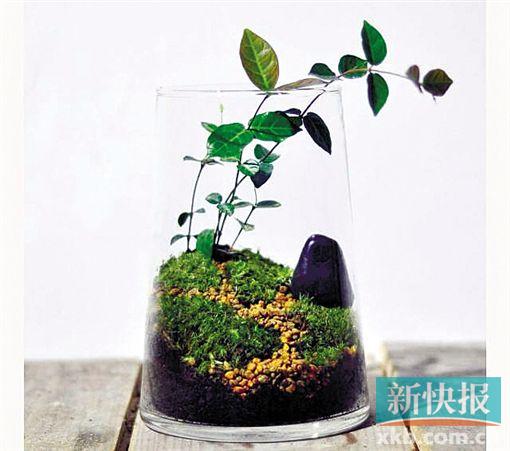 微景觀生態(tài)缸