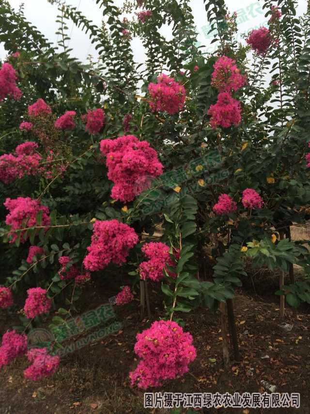 速生玫紅紫薇的園林應用