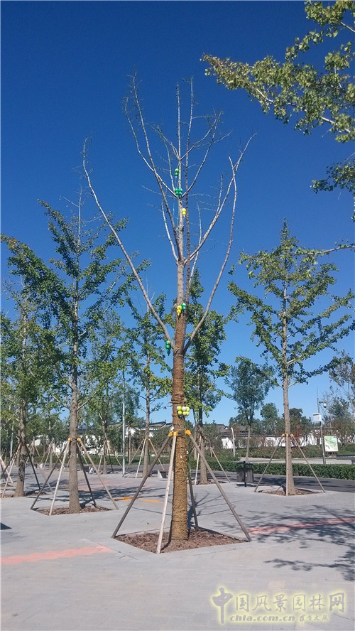 北京園博園“盧溝曉月?中秋傳情”