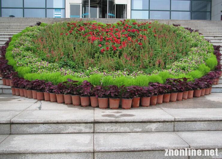 1000余盆花卉擺成“愛心” 受學子熱捧