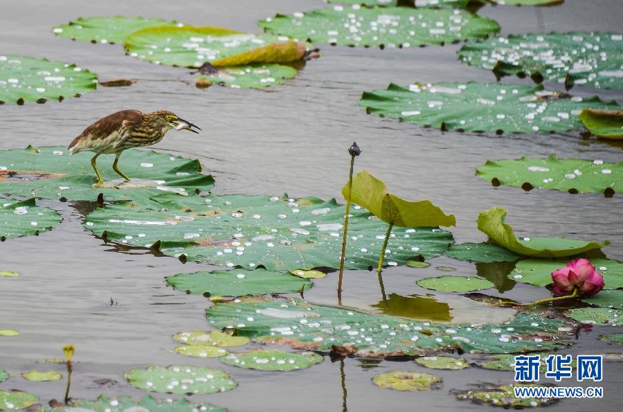 生態(tài)濕地文化園