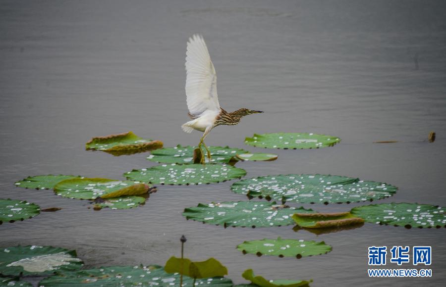 生態(tài)濕地文化園