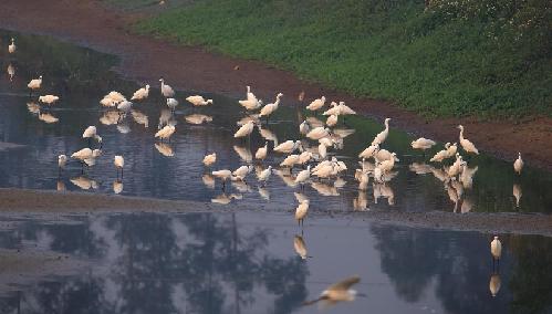 欽州茅尾海紅樹林生態濕地