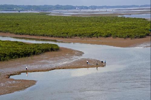 欽州茅尾海紅樹林生態濕地