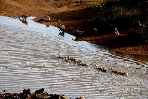欽州茅尾海紅樹林生態(tài)濕地