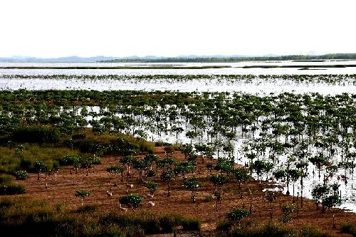 欽州茅尾海紅樹林生態(tài)濕地