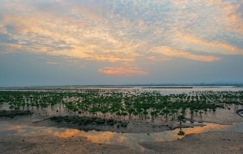 欽州茅尾海紅樹林生態(tài)濕地