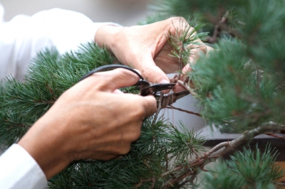 盆景藝術 林鳳書 風景園林 盆景大師