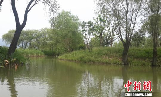 長興太湖圖影生態濕地