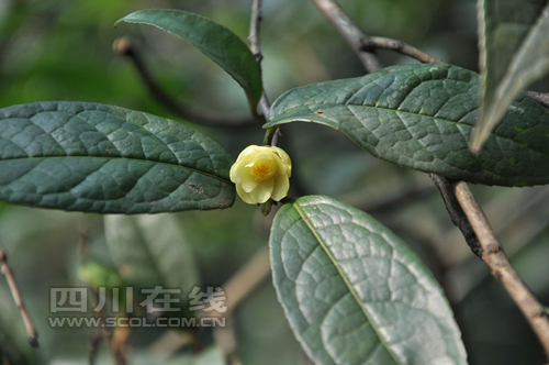 處于花期的金花茶