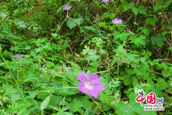 珍稀瀕危植物老鸛草