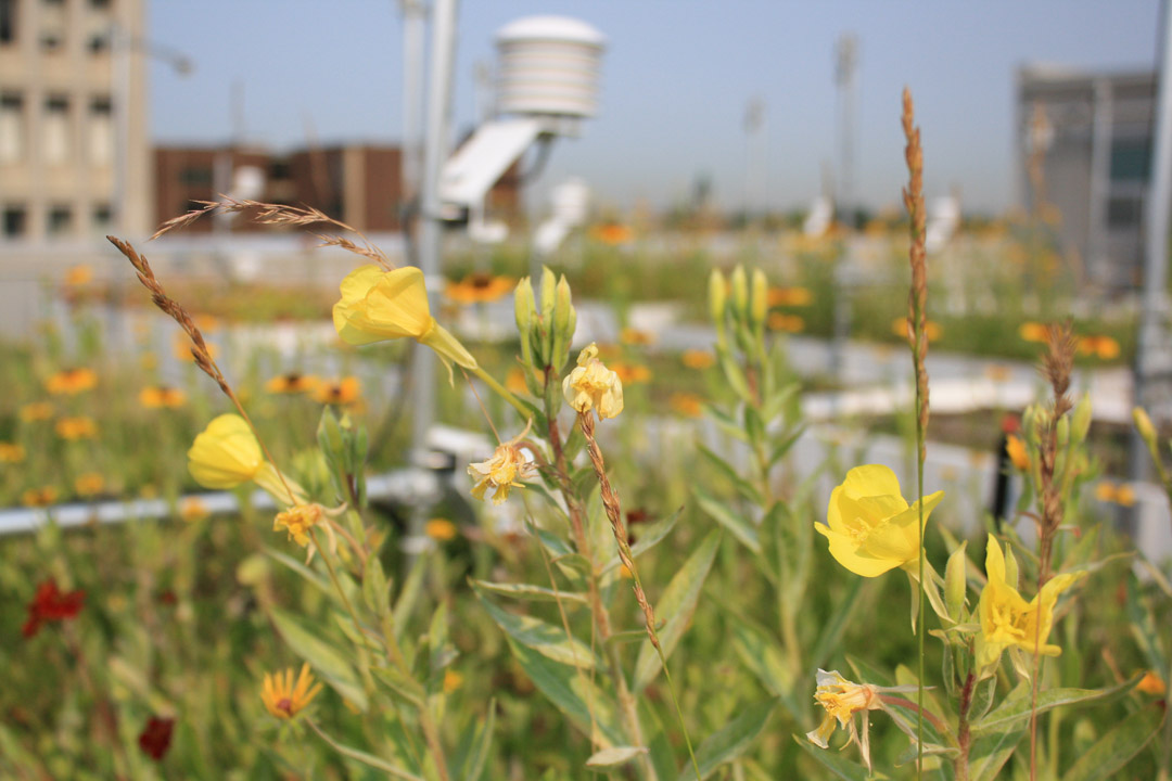 屋頂綠化創新測試(GRIT)實驗室