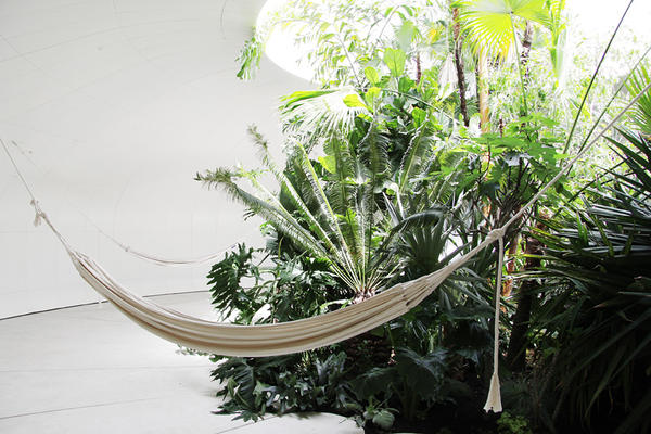 隱藏在巨大草坡內的熱帶雨林風情