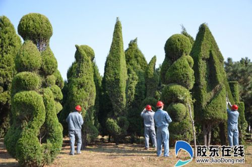 煙臺:打造文明宜居環境 500多個植物造型獨具美感
