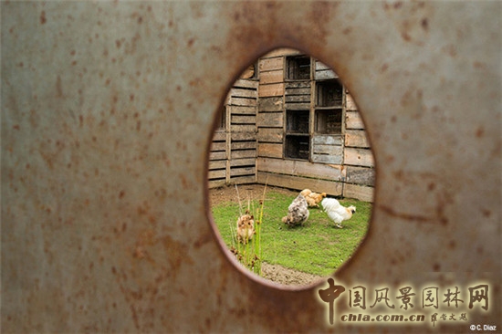 LE JARDIN DES POULES