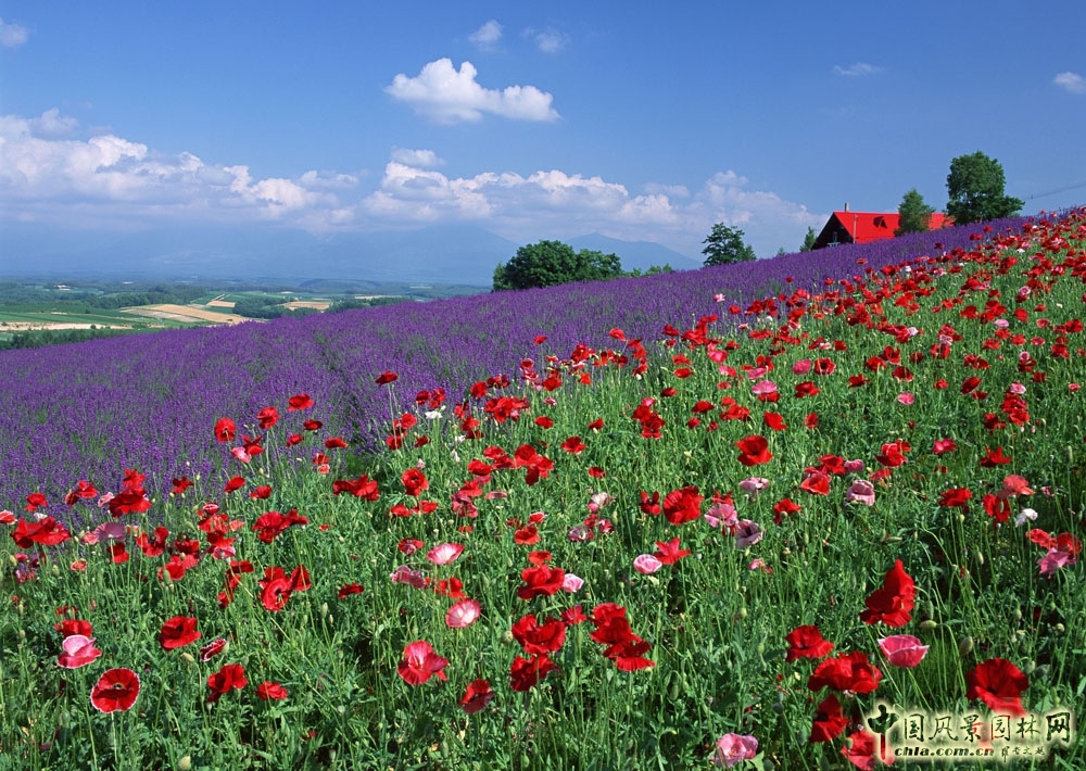 應季花材是主角
