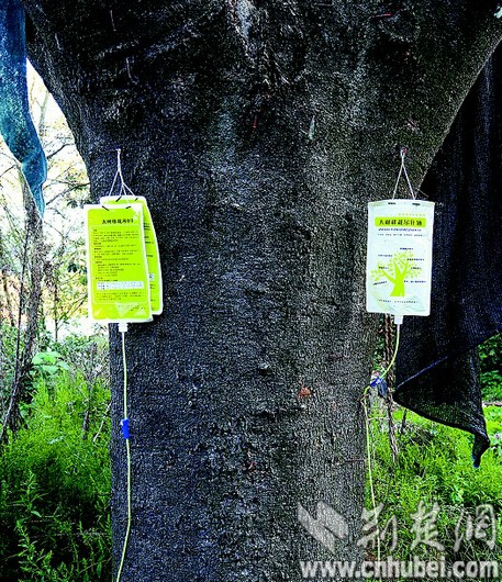 移栽古樹掛上營養袋。