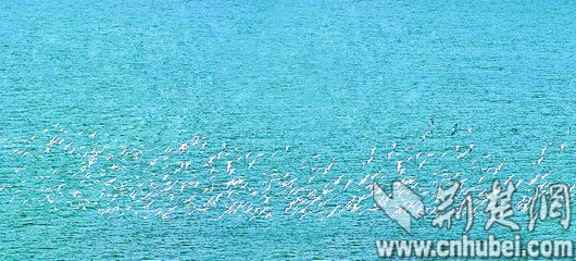 丹江口庫區低空飛翔的候鳥。