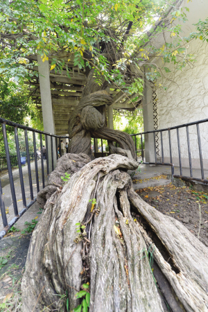 鄭和公園紫藤今年600歲有望成為國家一級古樹名木