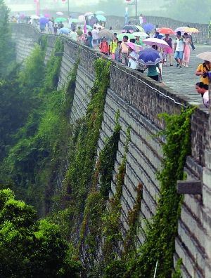 南京明城墻“清綠”不再一刀切 保留三類植物