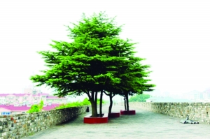 南京明城墻“清綠”不再一刀切 保留三類植物