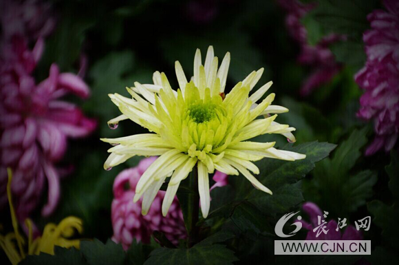 1000多種菊花爭奇斗艷