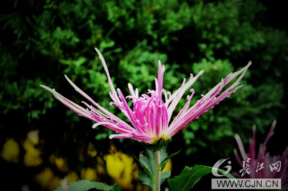 1000多種菊花爭奇斗艷