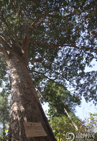 永嘉五百年“植物黃金”紅豆杉 紅果掛滿枝