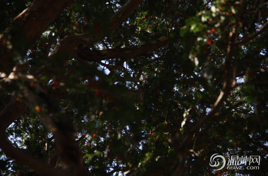 永嘉五百年“植物黃金”紅豆杉 紅果掛滿枝