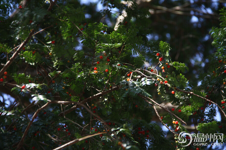 永嘉五百年“植物黃金”紅豆杉 紅果掛滿枝