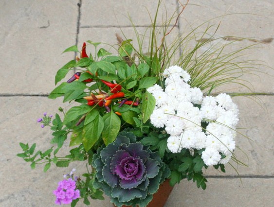 秋高氣爽 9種綠色植物給花園添一抹秋色