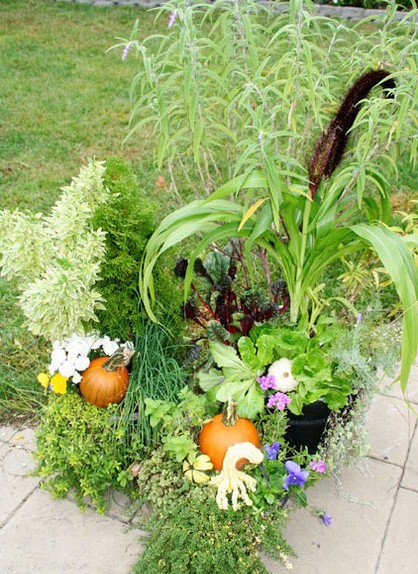 秋高氣爽 9種綠色植物給花園添一抹秋色