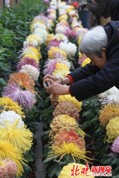世界花卉大觀園第五屆菊花擂臺開賽 京津冀今天斗菊王