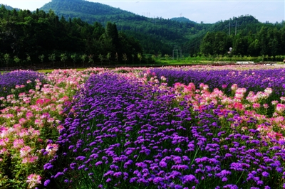 噠啦仙谷薰衣草花卉入選中國美麗田園農事景觀