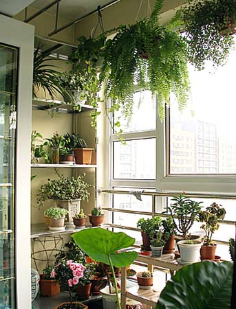 向陽(yáng)而生的草木 帶你享受陽(yáng)臺(tái)花園燦爛時(shí)光