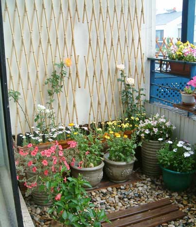 向陽(yáng)而生的草木 帶你享受陽(yáng)臺(tái)花園燦爛時(shí)光