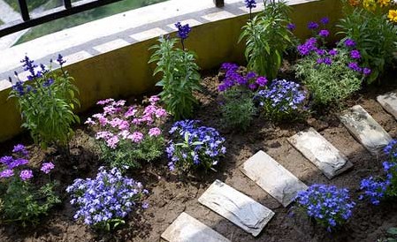 向陽而生的草木 帶你享受陽臺花園燦爛時光