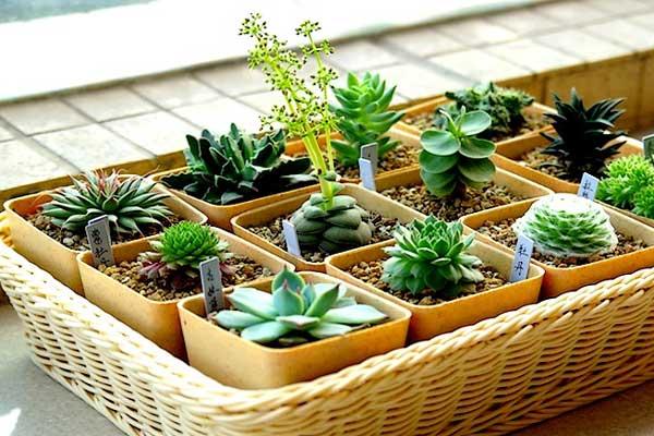 多肉植物冬季養護管理方法