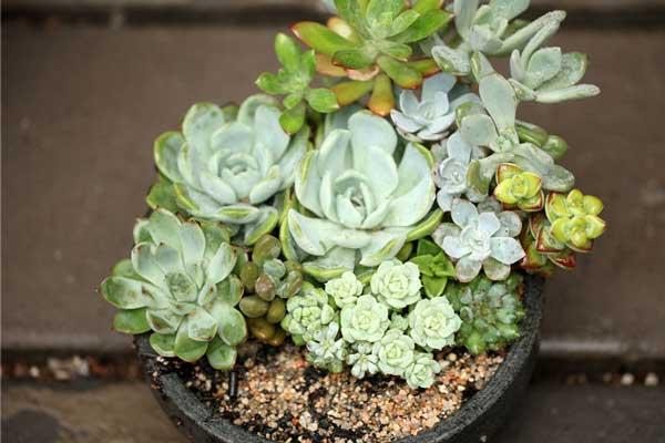 多肉植物冬季養護管理方法