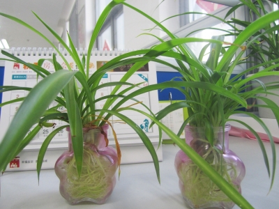 吊蘭長得很“潑”